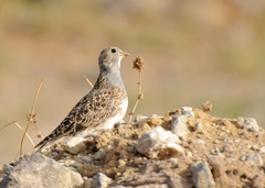 Thinocorus orbignyianus