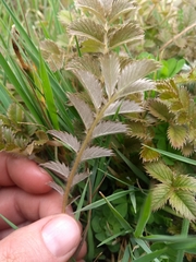 Argentina anserinoides