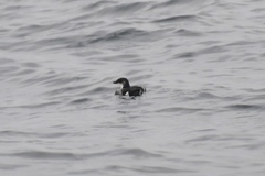 Pelecanoides garnotii