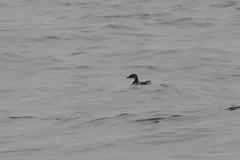 Pelecanoides garnotii