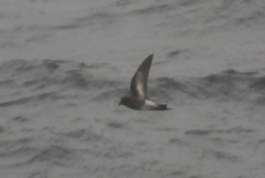 Oceanites pincoyae