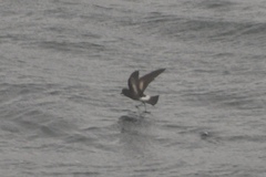Oceanites pincoyae