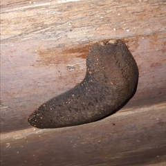 Phyllocaulis variegatus