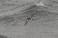 Oceanites pincoyae
