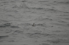 Oceanites pincoyae