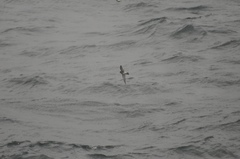 Oceanites pincoyae