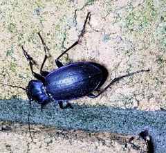 Carabus sylvosus