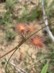 Triumfetta welwitschii