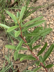 Triumfetta welwitschii