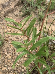 Triumfetta welwitschii