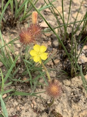 Triumfetta welwitschii