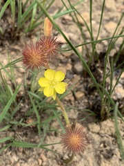 Triumfetta welwitschii