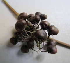 Lepistemon urceolatus