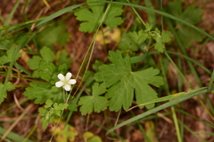 Geranium wislizeni