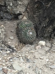 Mammillaria parkinsonii