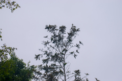 Psittacara mitratus