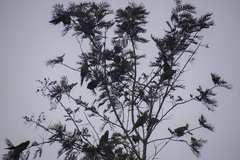 Psittacara mitratus
