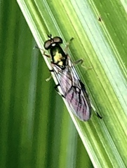 Merosargus