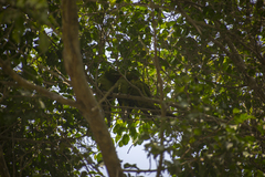 Psittacara mitratus