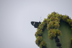 Melanis leucophlegma