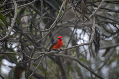 Pyrocephalus rubinus