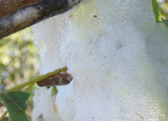 Cephisus siccifolius