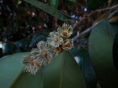 Lethedon setosa
