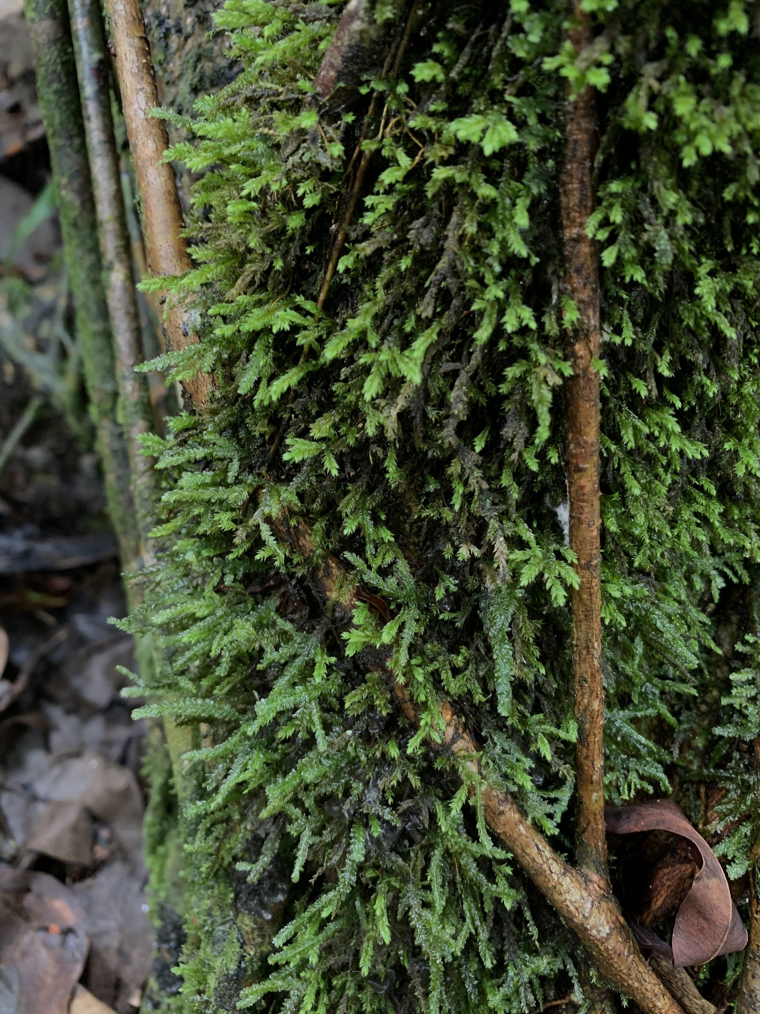 Neckeropsis disticha