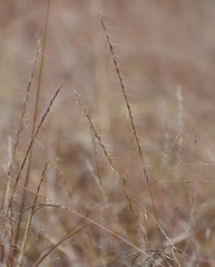 Aristida longespica