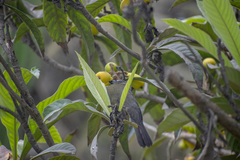 Saltator striatipectus