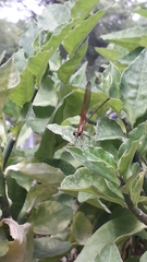 Hetaerina occisa