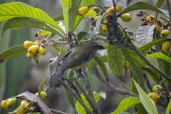 Saltator striatipectus