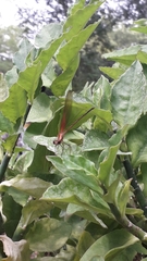 Hetaerina occisa