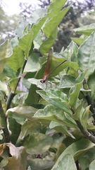 Hetaerina occisa
