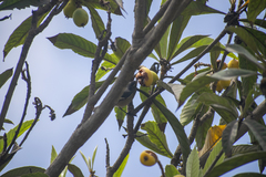 Conirostrum cinereum