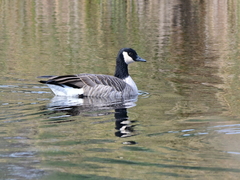 Branta canadensis parvipes