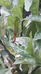 Hetaerina occisa