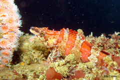 Oxylebius pictus