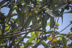 Conirostrum cinereum