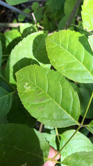 Fraxinus quadrangulata
