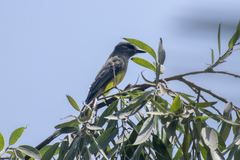 Tyrannus melancholicus