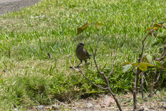 Molothrus bonariensis