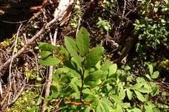 Vaccinium alaskaense