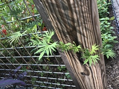 Ipomoea × multifida