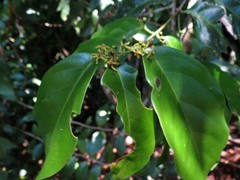 Salacia disepala