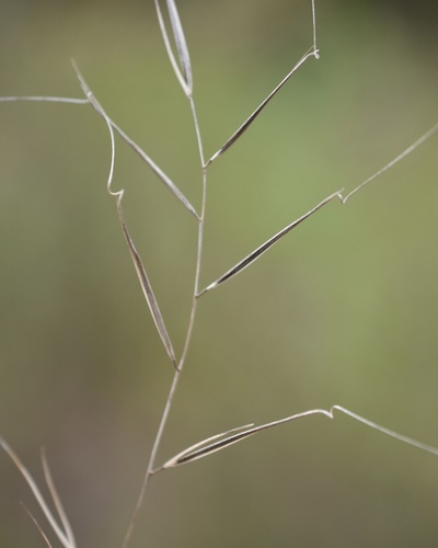 s-curve threeawn (Aristida ramosissima)