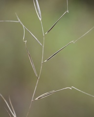 Aristida ramosissima