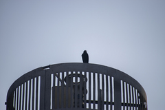 Parabuteo unicinctus