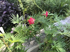 Ipomoea × multifida