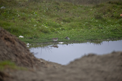 Charadrius vociferus